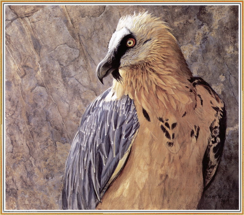 Lammergeier — Robert Bateman