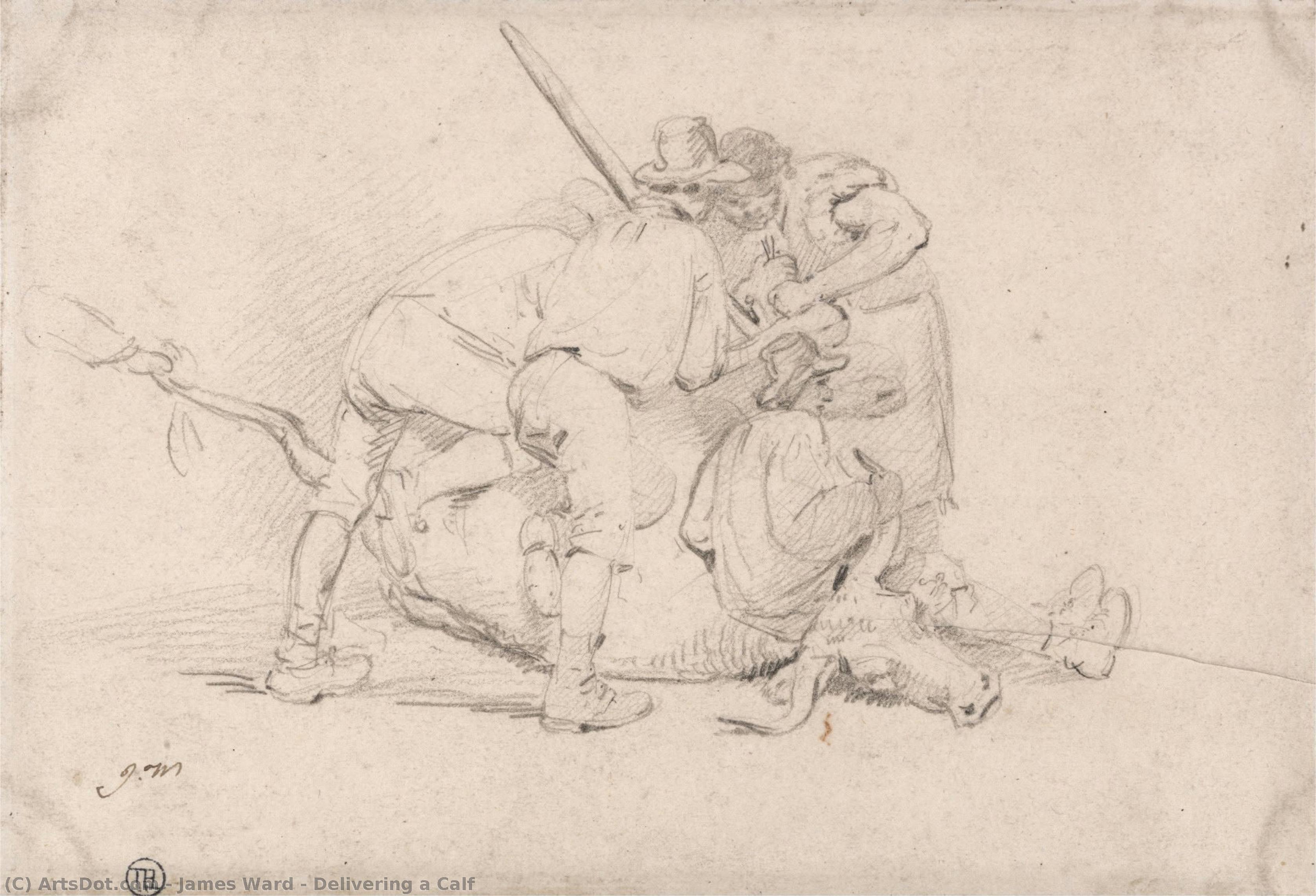 Delivering A Calf — James Ward