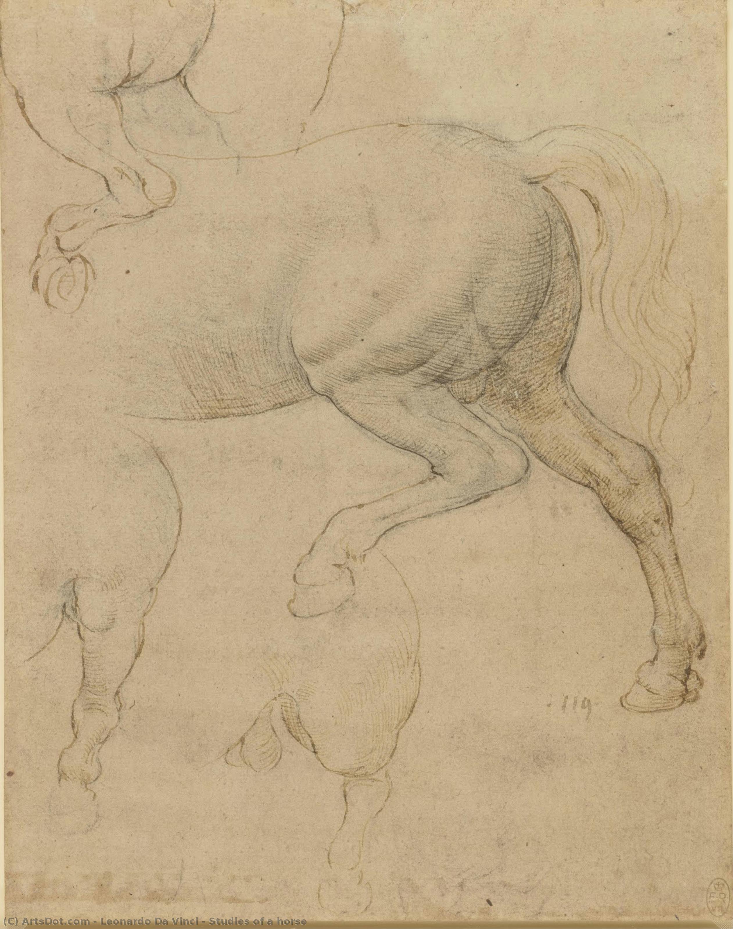 Studies Of A Horse — Leonardo Da Vinci