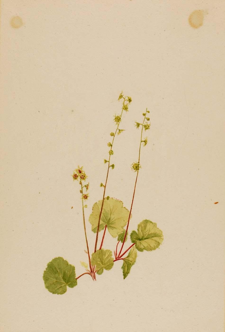Mitella Nuda — Mary Vaux Walcott