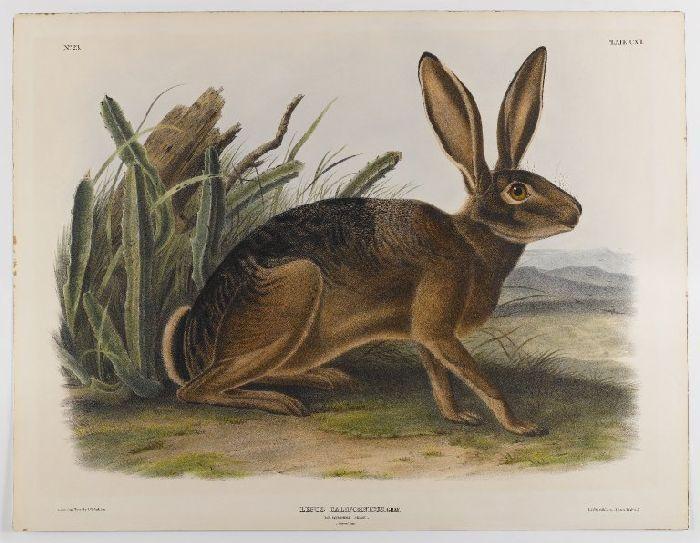 California Hare — John James Audubon