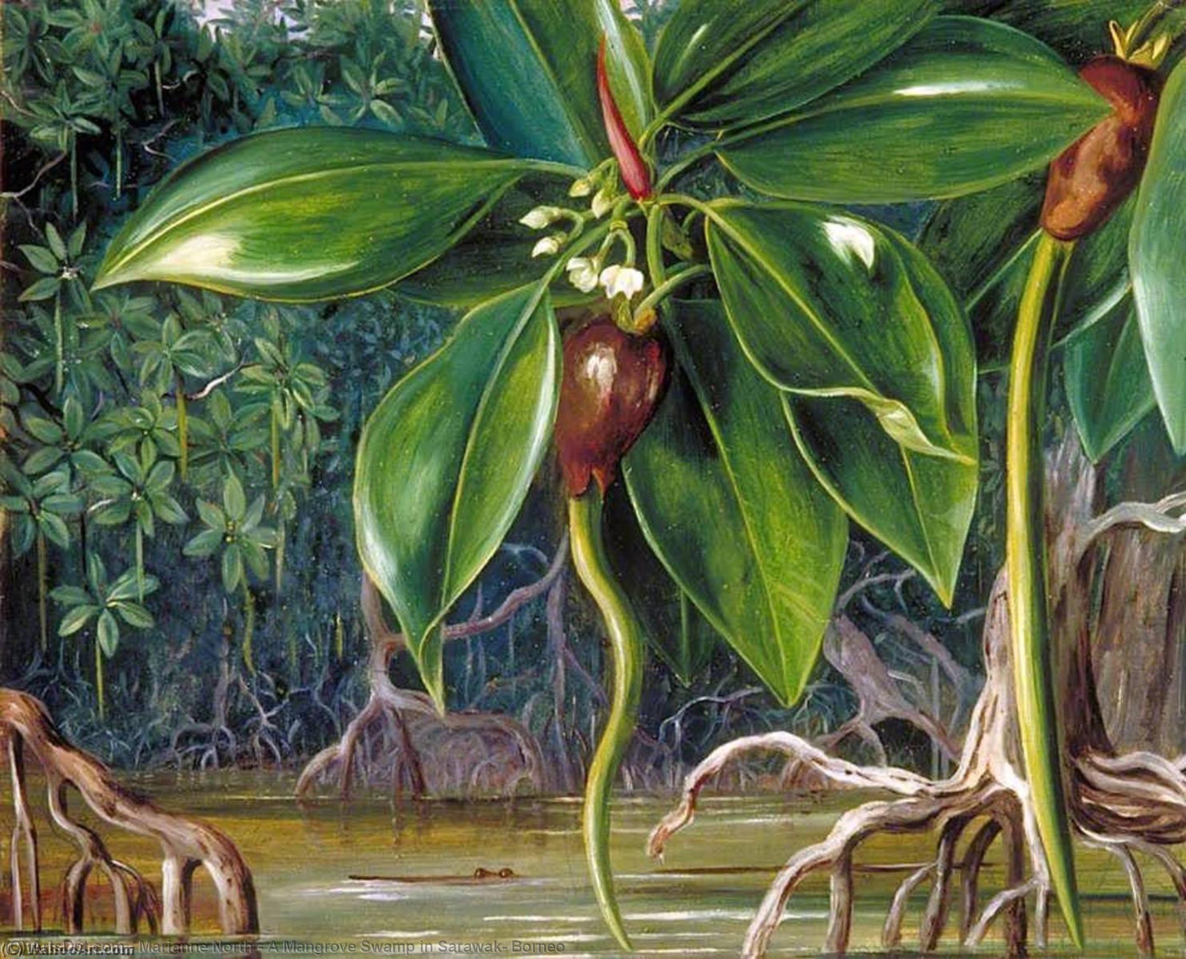 A Mangrove Swamp In Sarawak, Borneo — Marianne North