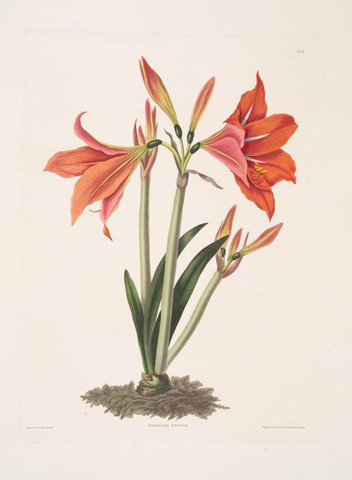 Amaryllis Reginaæ [mexican Lily, Amaryllis] — Robert Havell