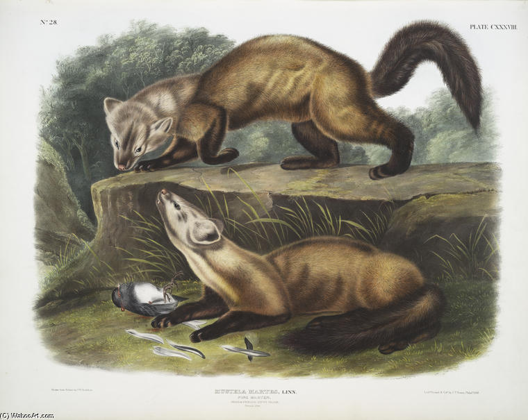 Mustela Martes, Pine Marten. Male ^ Female. Winter Pelage. Natural Size — John James Audubon