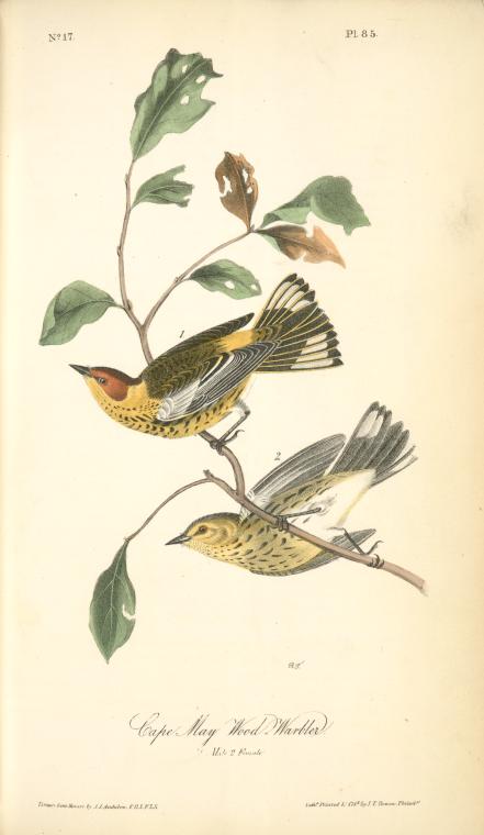 Cape May Wood-warbler, 1. Male, 2. Female — John James Audubon