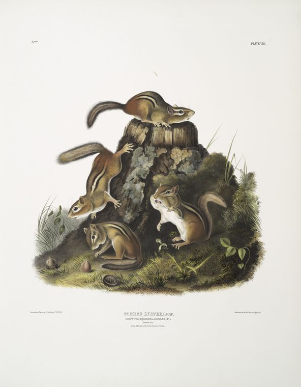 Tamias Lysterii, Chipping Squirrel, Hackee, ^c. Natural Size. Male, Female And Young, First Autumn — John James Audubon