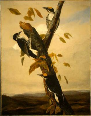 Black-backed Three-toed Woodpecker — John James Audubon
