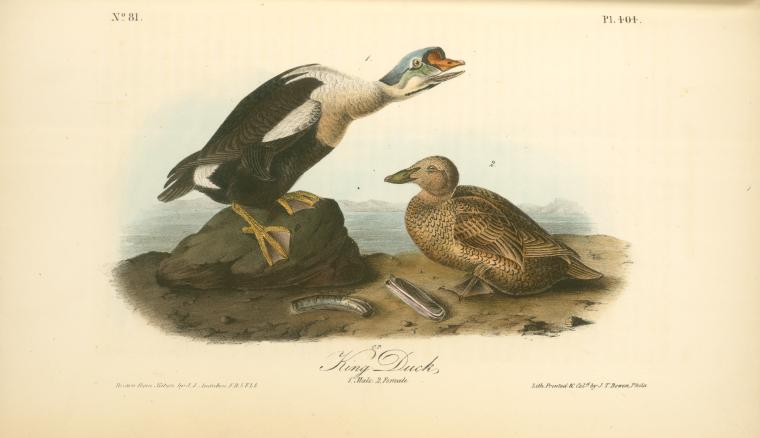 King Duck. 1. Male. 2. Female — John James Audubon