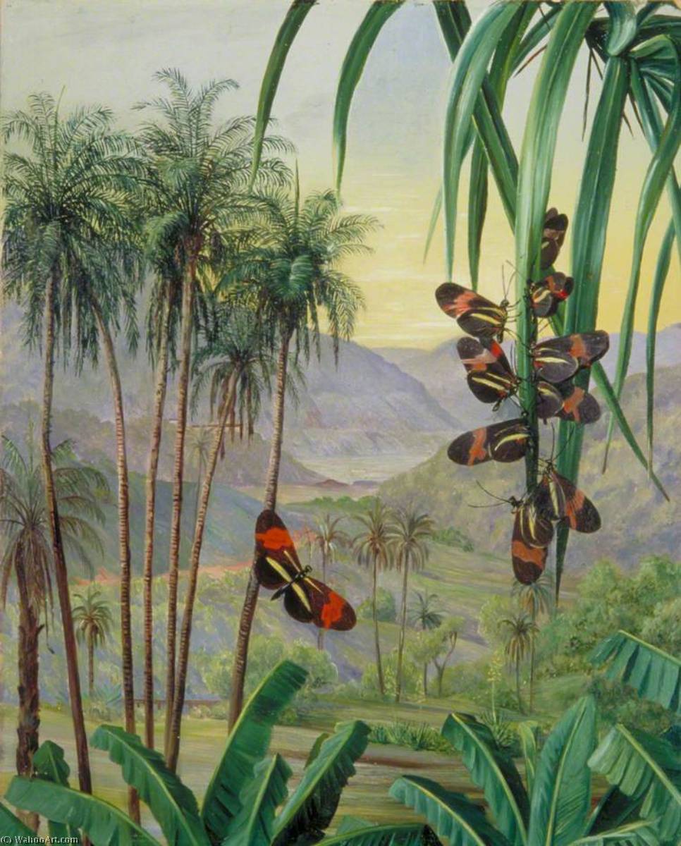 Landscape At Morro Velho, Brazil — Marianne North