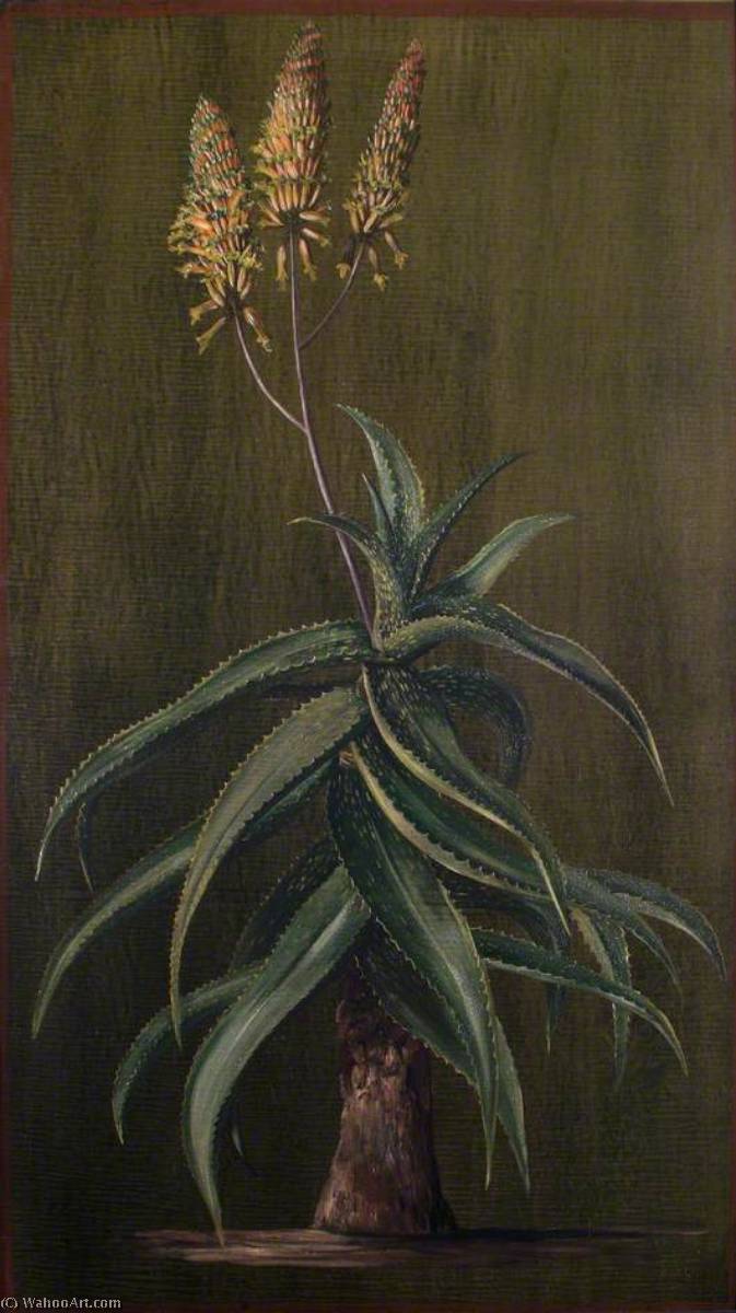 Abyssinian Aloe — Marianne North