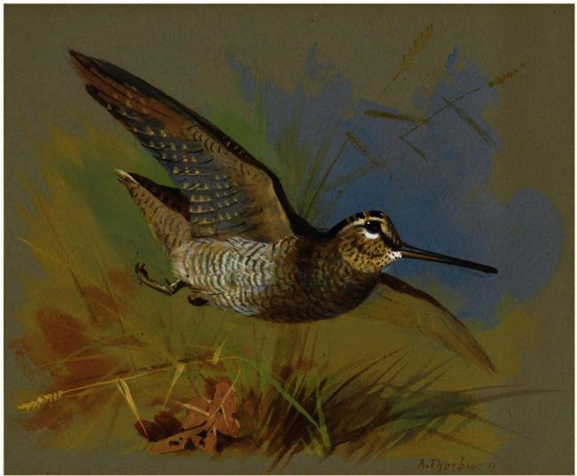 A Woodcock In Flight — Archibald Thorburn