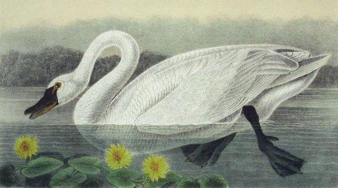 Cygnus Columbianus — John James Audubon