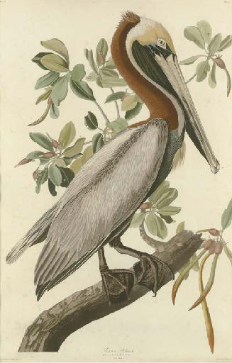 Brown Pelican — Robert Havell