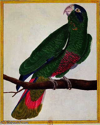Parrot, From 'histoire Naturelle Des Oiseaux' By Georges De Buffon Published — Francois Nicolas Martinet