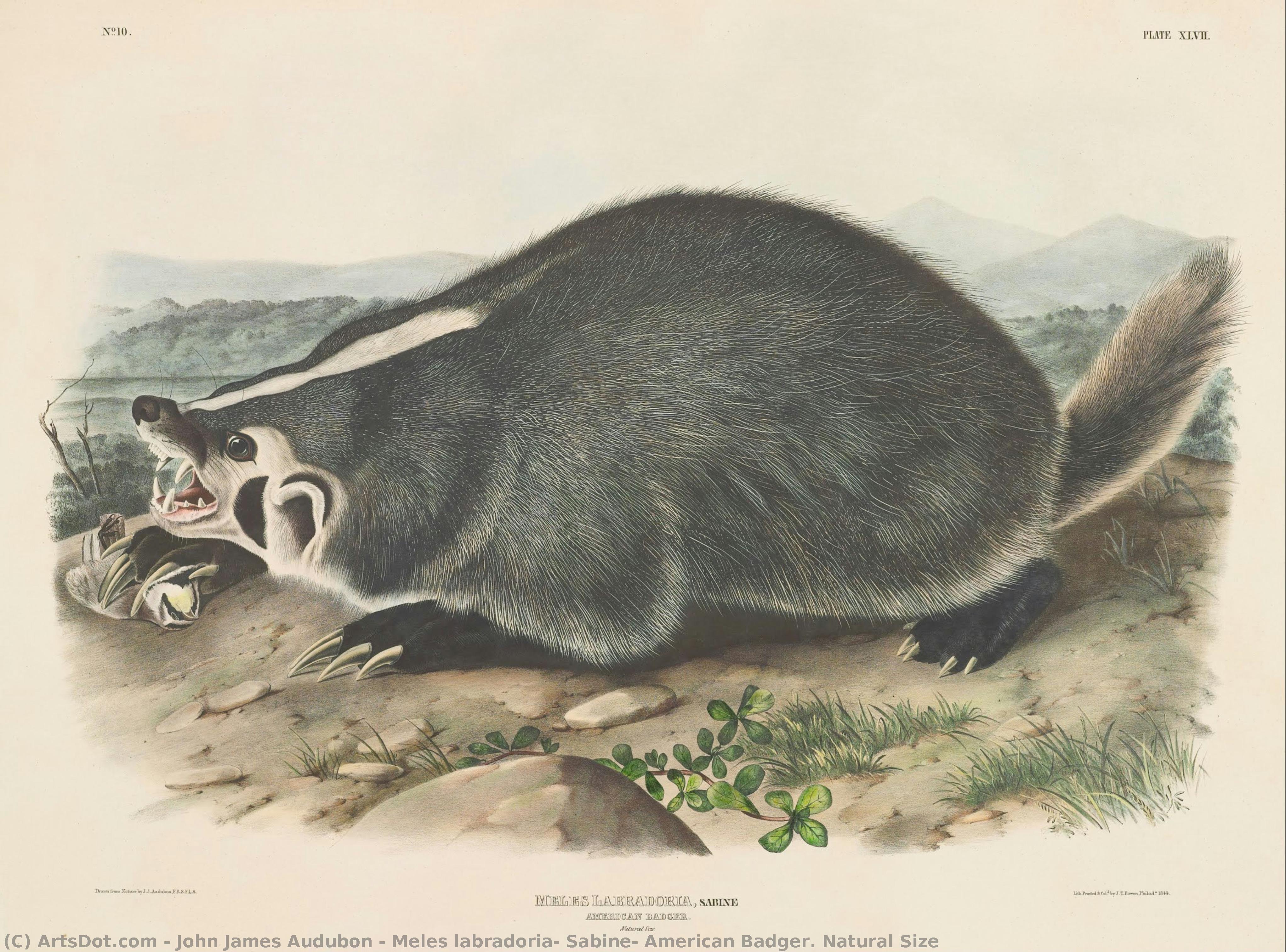 Meles Labradoria, Sabine, American Badger. Natural Size — John James Audubon