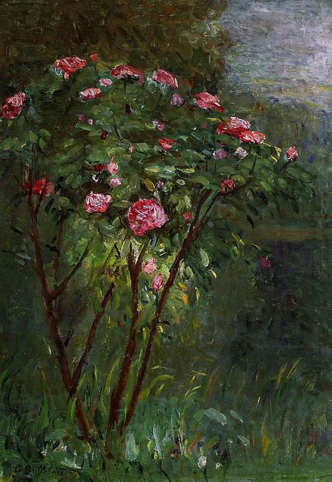 Rose Bush In Flower — Gustave Caillebotte