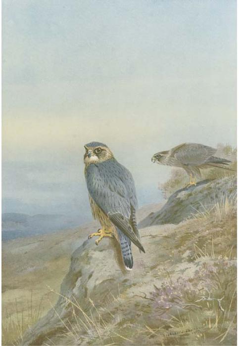 Birds Of Prey — Archibald Thorburn
