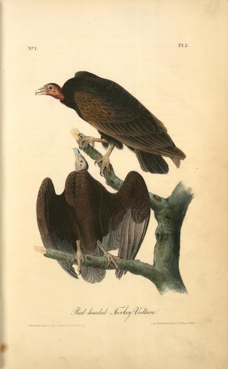 Red-headed Turkey Vulture — John James Audubon