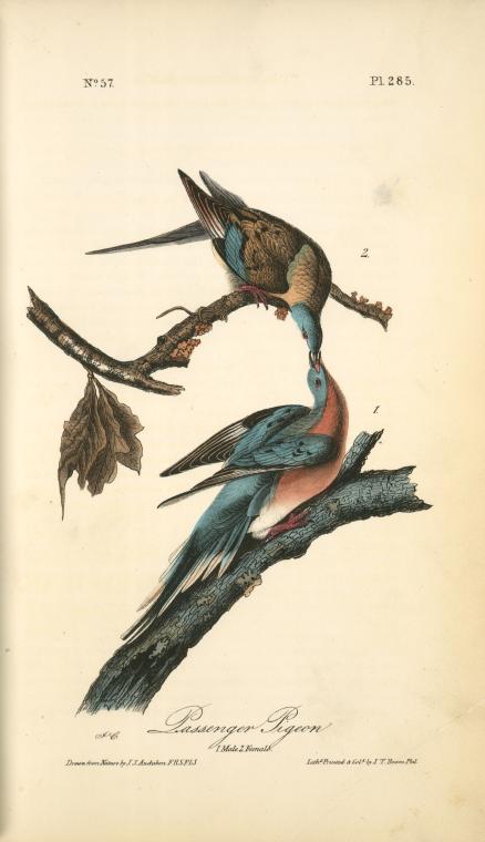 Passenger Pigeon. 1. Male. 2. Female — John James Audubon