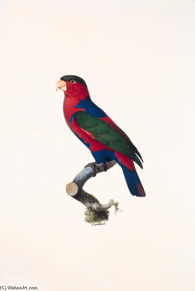 Lorius Lori — Jacques Barraband