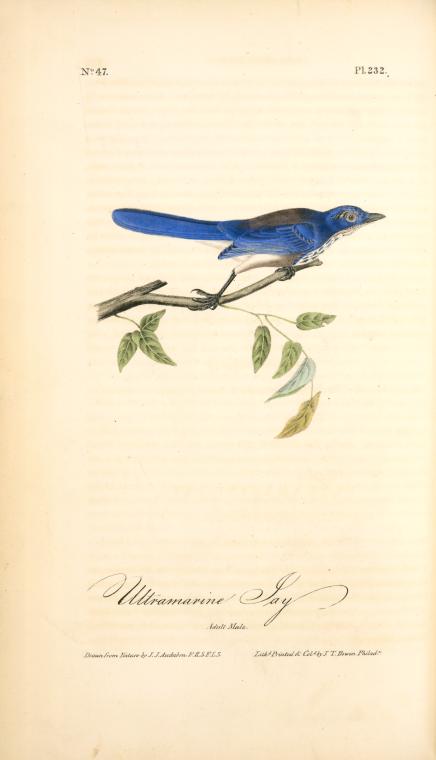 Ultramarine Jay. Adult Male — John James Audubon