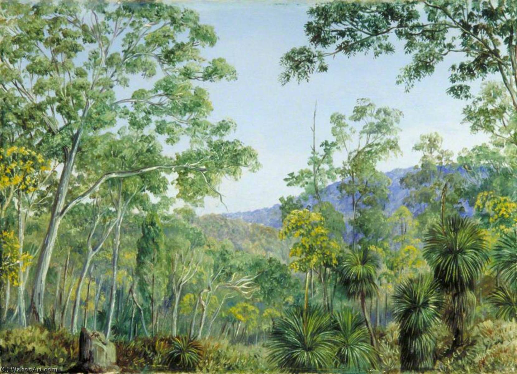 Gum Trees, Grass Trees And Wattles In A Queensland Forest — Marianne North