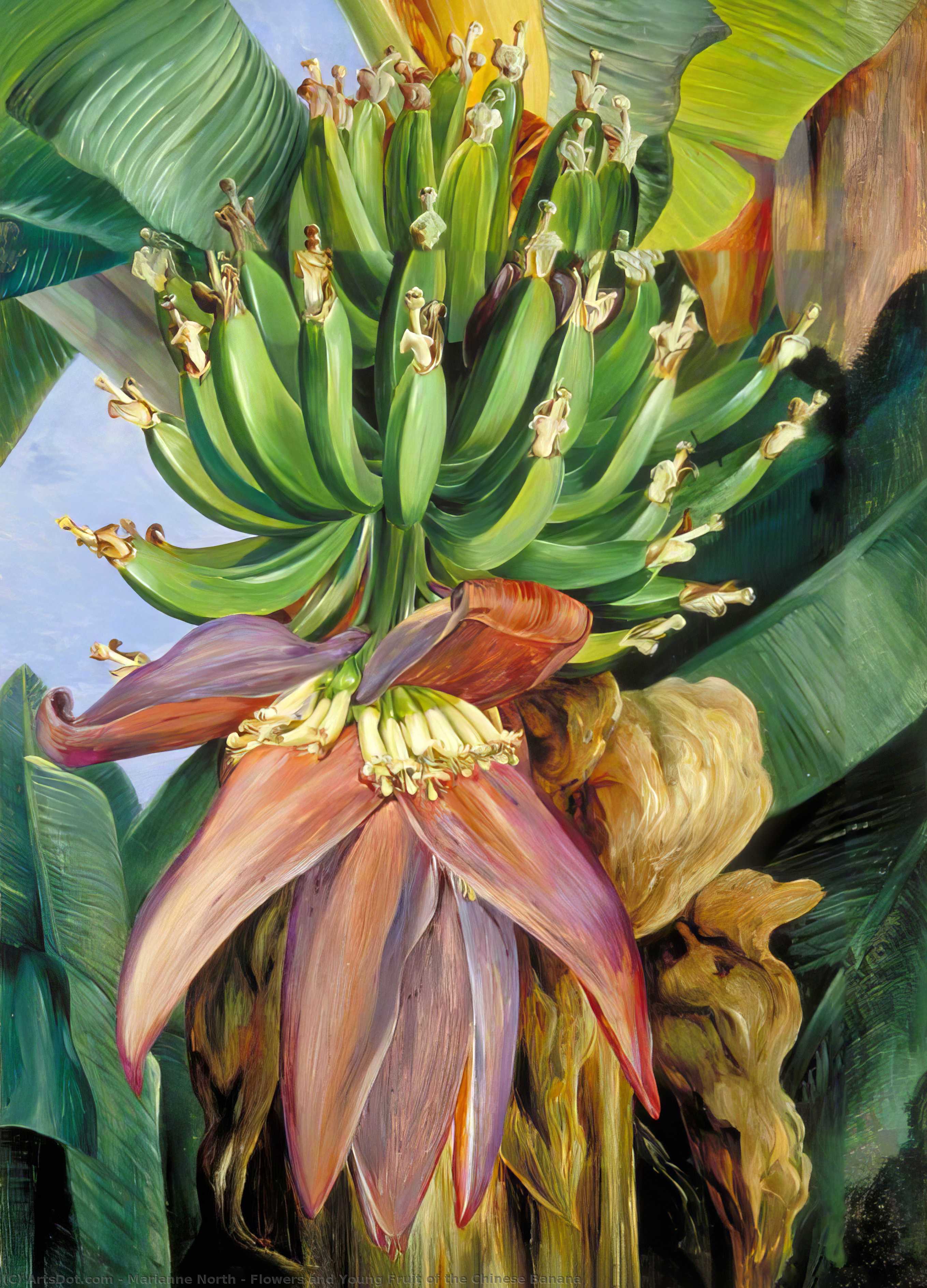 Flowers And Young Fruit Of The Chinese Banana — Marianne North