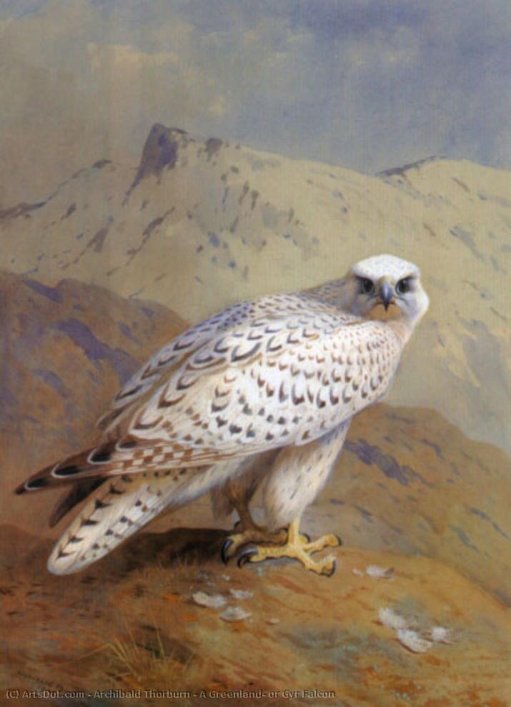 A Greenland, Or Gyr Falcon — Archibald Thorburn
