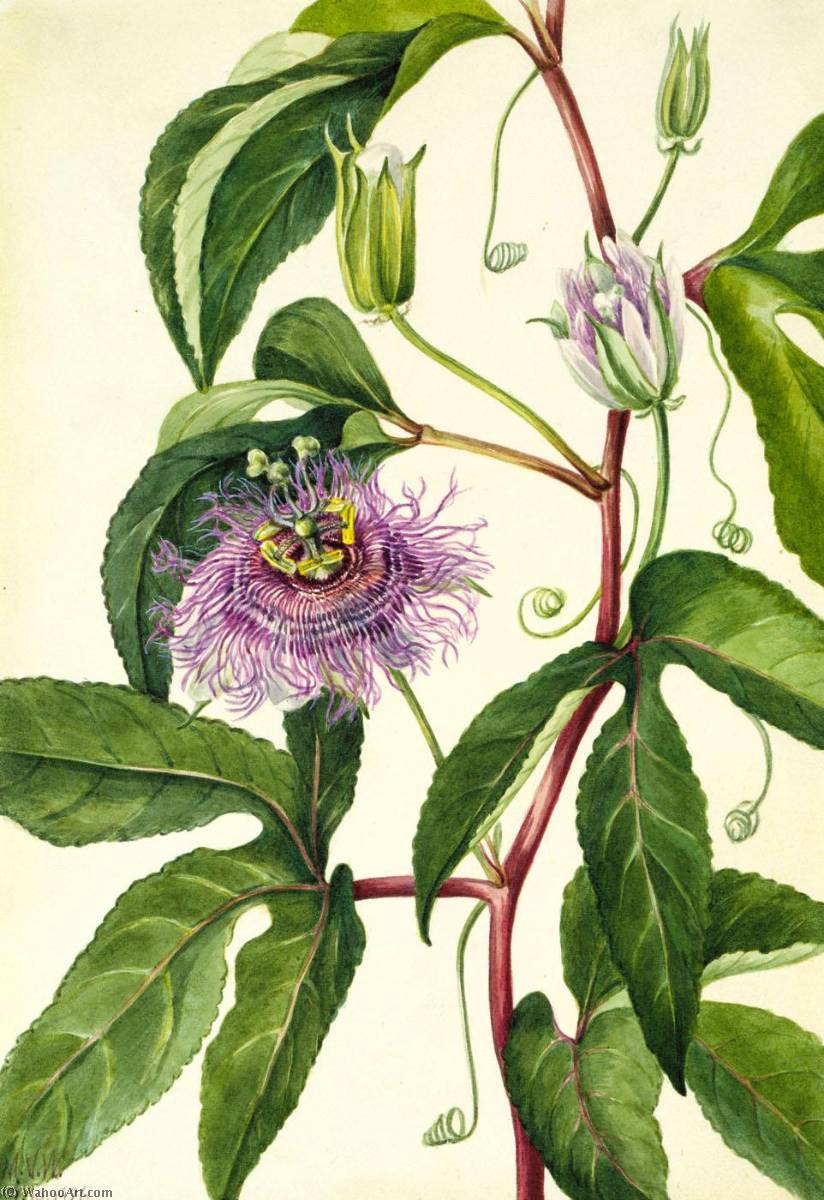 Maypop (passiflora Incarnata) — Mary Vaux Walcott