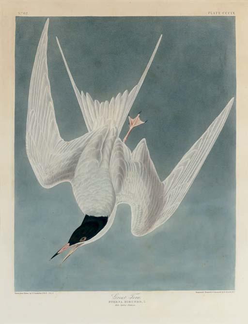 Great Tern — Robert Havell