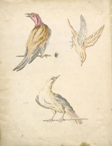 Two Perched Birds And One In Flight — Jean-baptiste Oudry