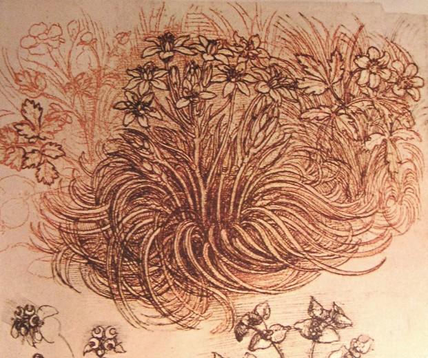 Drawing Of A Botanical Study — Leonardo Da Vinci