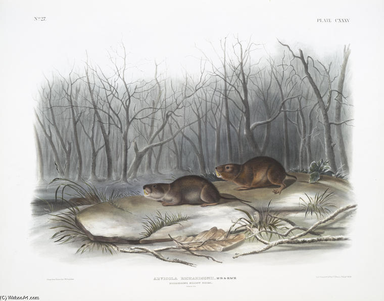 Arvicola Richardsonii, Richardson's Meadow Mouse. Natural Size — John James Audubon
