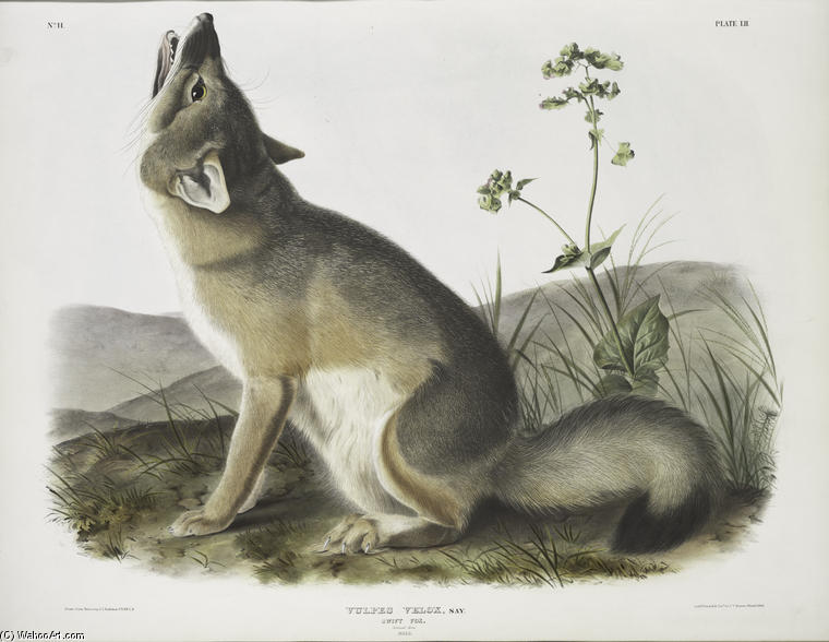 Vulpes Velox, Swift Fox. Natural Size. Male — John James Audubon