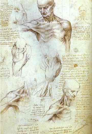 The Neck And Shoulder Of A Man — Leonardo Da Vinci