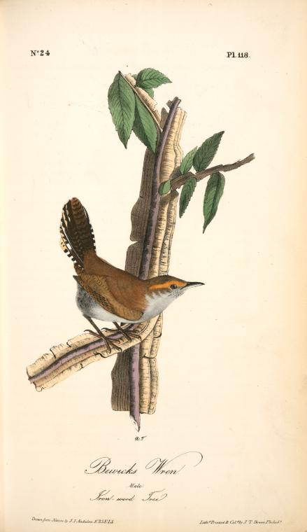 Bewick's Wren. Male. (iron-wood Tree) — John James Audubon