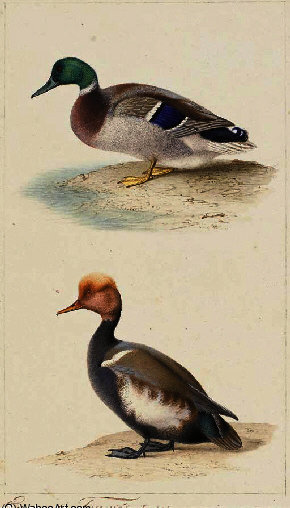 Canard Colvert (anas Platyrhynchos) — Edouard Traviès