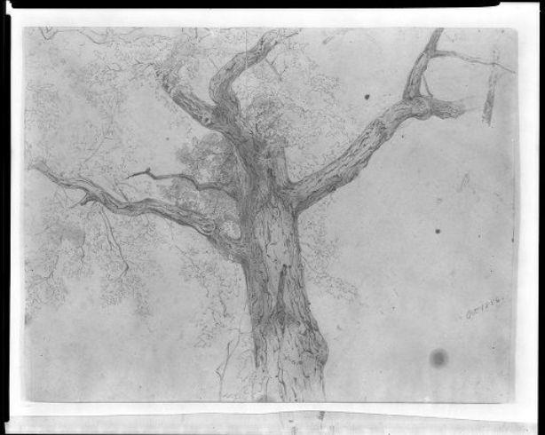 Tree — William Trost Richards