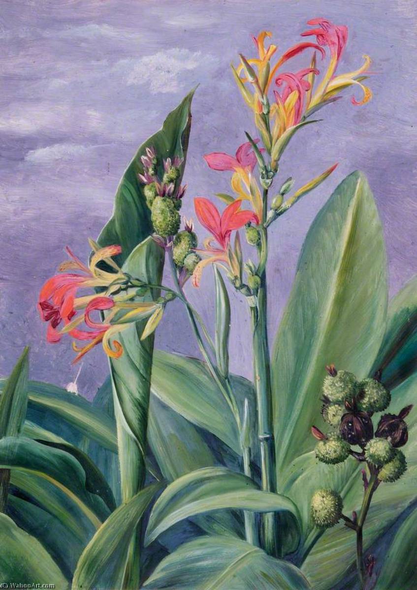 Unidentified Plants — Marianne North