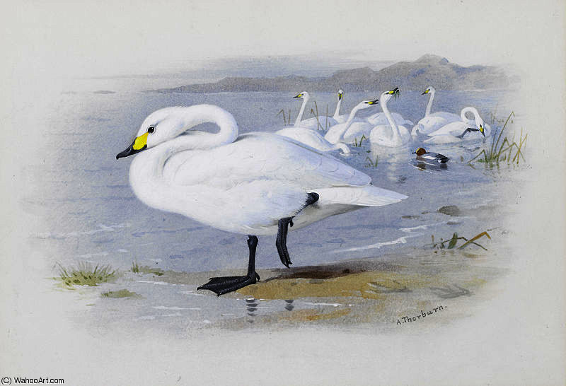 Bewick's Swan — Archibald Thorburn