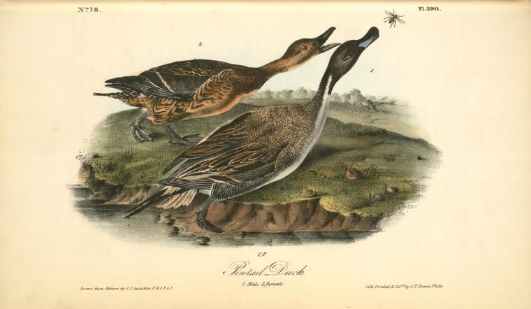 Pintail Duck. 1. Male. 2. Female — John James Audubon