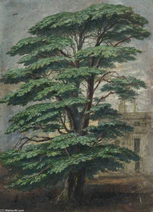 Cedar At Bevois Mount Where Pope Sat — Albrecht Dürer