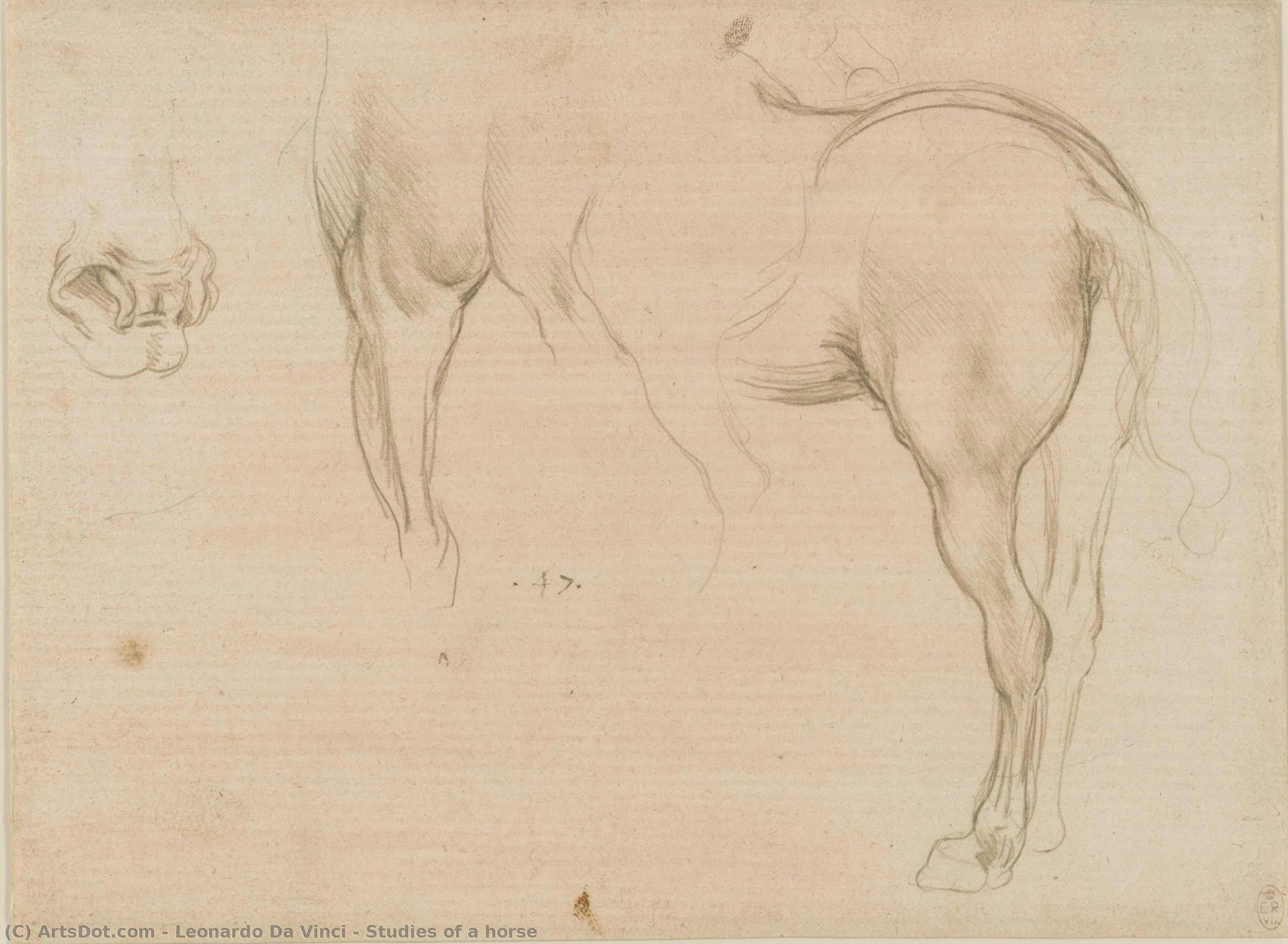 Studies Of A Horse — Leonardo Da Vinci
