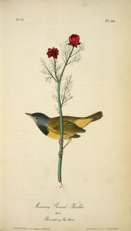 Mourning Ground-warbler. Male. (pheasant's-eye Flos-adonis.) — John James Audubon