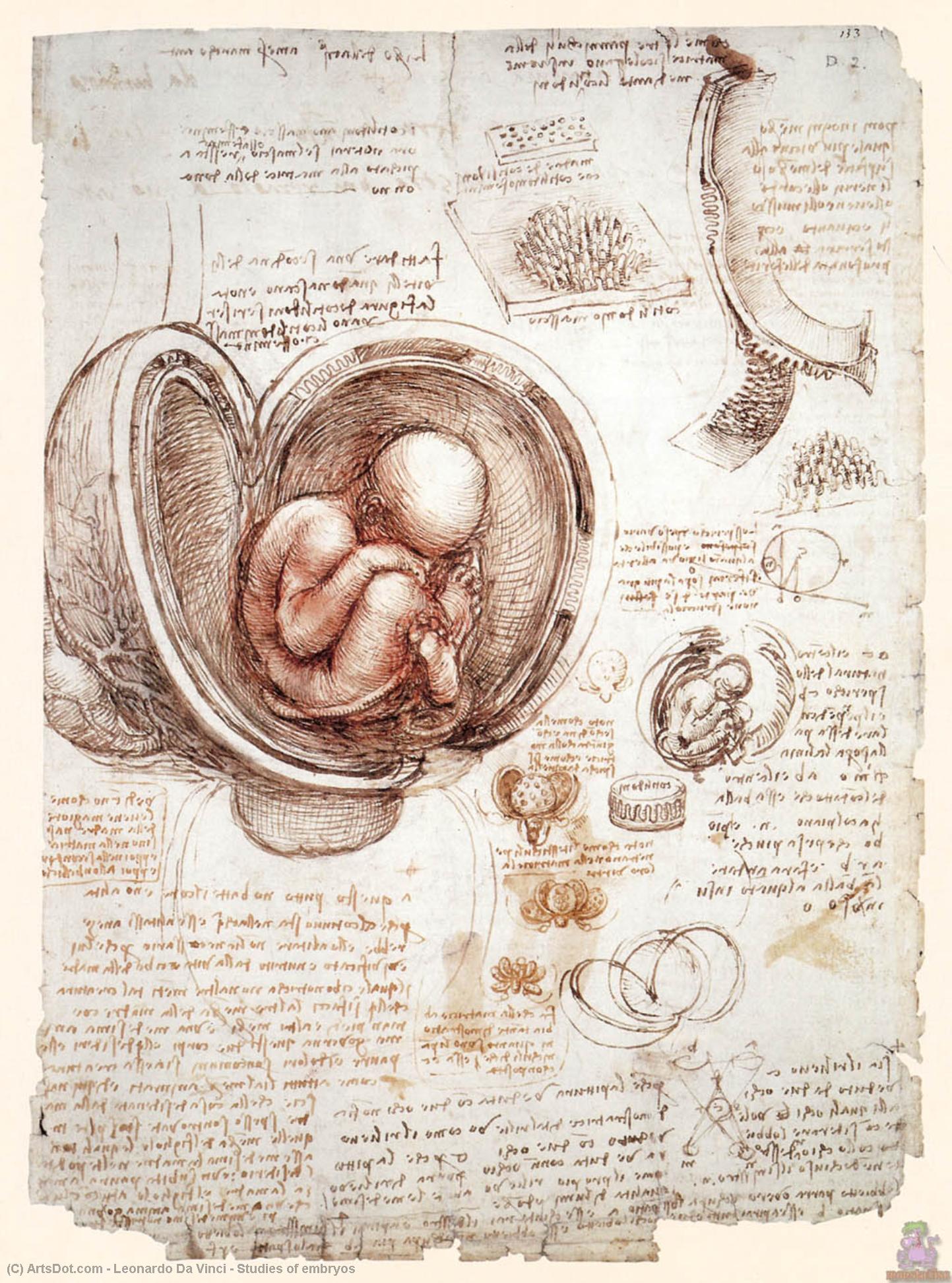 Studies Of Embryos — Leonardo Da Vinci