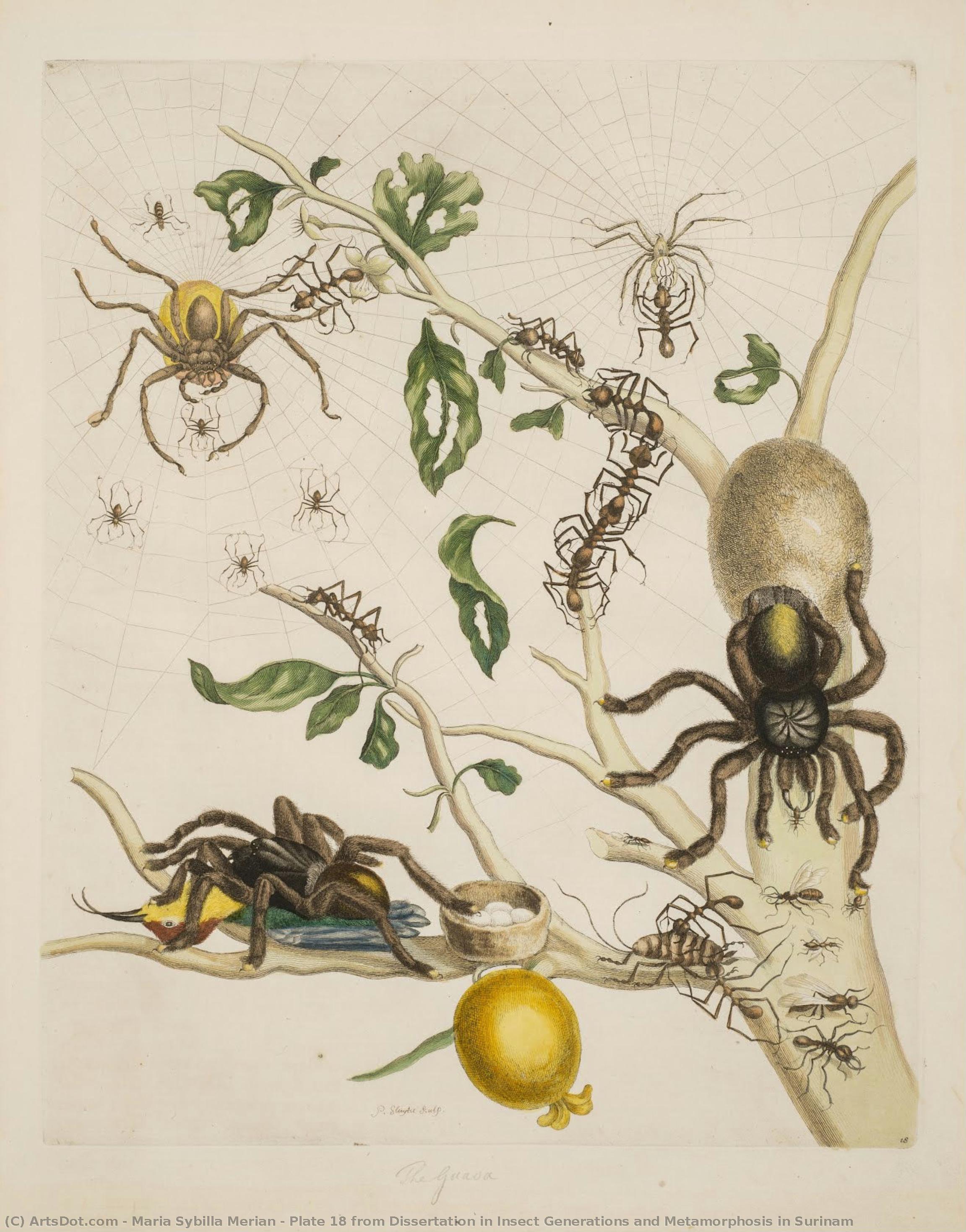 Plate 18 From Dissertation In Insect Generations And Metamorphosis In Surinam — Maria Sybilla Merian