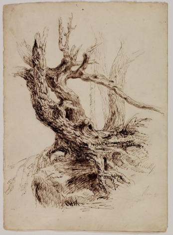 Gnarled Tree Trunk — Thomas Cole