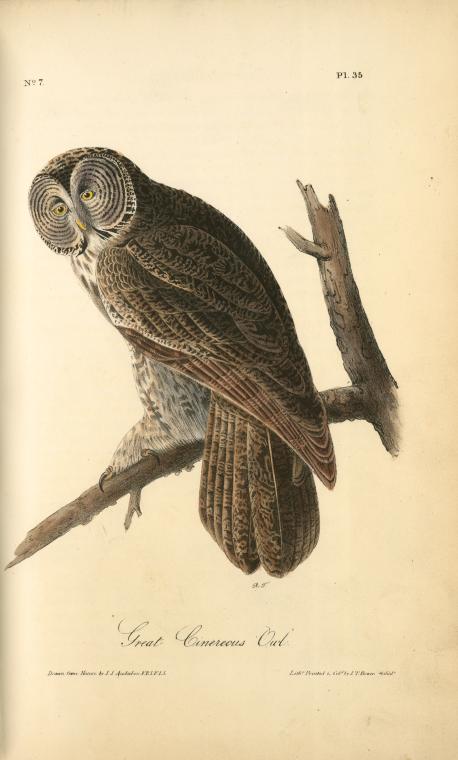 Great Cinereous Owl — John James Audubon