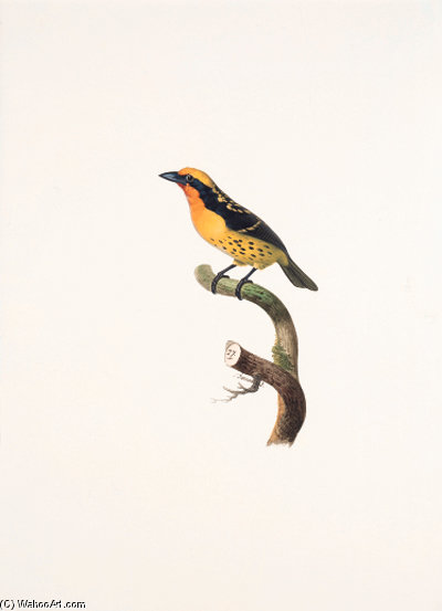 Capito Niger — Jacques Barraband
