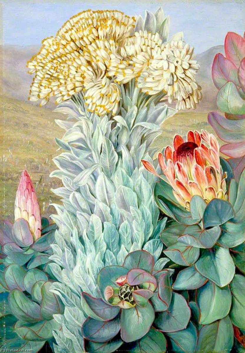 Giant Everlasting And Protea On The Hills Near Port Elizabeth — Marianne North